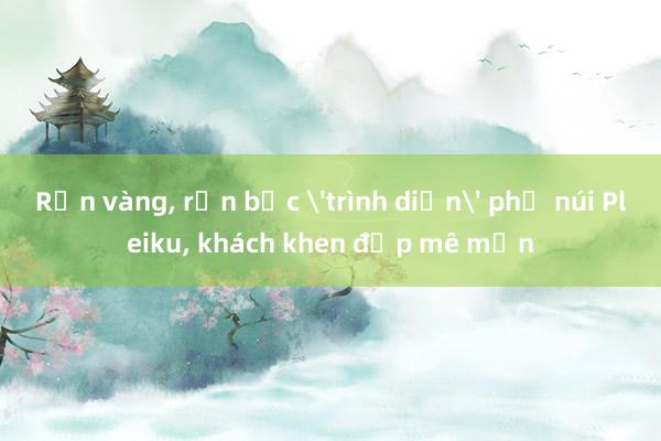 Rắn vàng, rắn bạc 'trình diện' phố núi Pleiku, khách khen đẹp mê mẩn