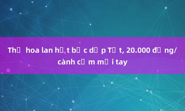 Thợ hoa lan hốt bạc dịp Tết, 20.000 đồng/cành cắm mỏi tay