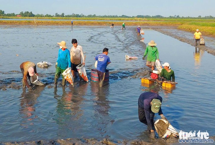 Tôm càng xanh một nắng giá 1,2 triệu đồng ở Kiên Giang hút hàng ngày Tết - Ảnh 6.