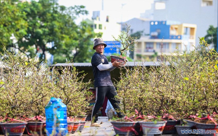 Hoa miền Tây 'bay' đi muôn ngả - Ảnh 2.